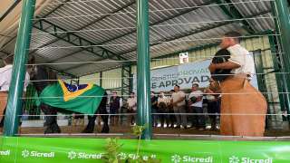 Leilão Genética Provada